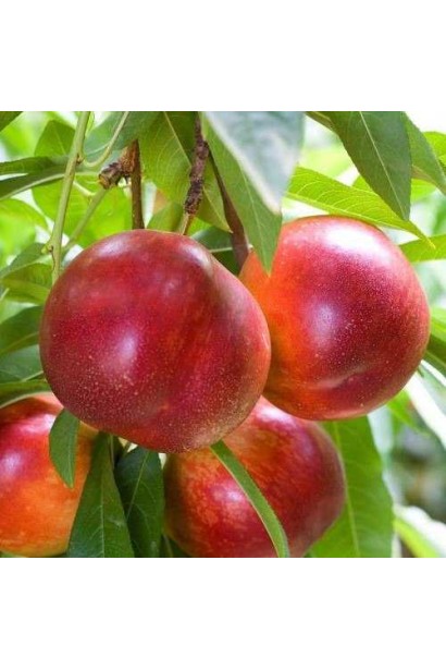 Нектарин Фантазія (пізній) плоди